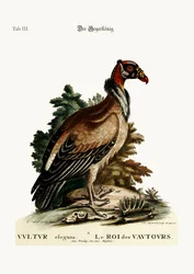 The King of the Vultures, 1749-73